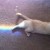 Avatar pawes789