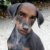 Avatar AssAnngin