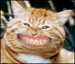 Avatar dogles9