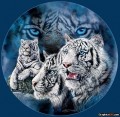 Avatar popo271