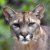 Avatar Puma14