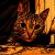 Avatar Beza_Cat
