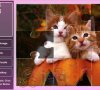 Puzzle kotki
