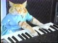 Keyboardowy kot