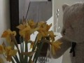 Nieszczęśliwy Miś - dzień wolny