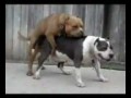 Psia mi�o��
