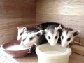 7 małych oposów pije mleko z miski