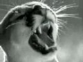 Lassie vs puma
