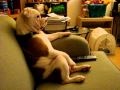 Buldog przed TV