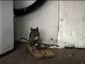 Szcz�liwa mysz
