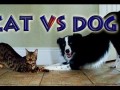 Kot vs Pies - Konkurs sztuczek