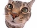 Kitty said what?