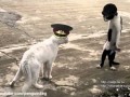Groźne koty "kobra" w różnych wcieleniach