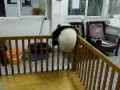 Panda ucieka z łóżeczka w przedszkolu