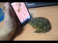 Żaba też gra w Ant Crusher