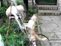 Kocia potyczka na drabinie