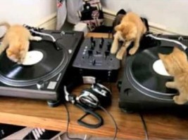 DJ Kotki