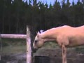 Krowa ściga człowieka