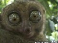 Dramatyczny lemur