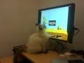 Kociak gra w Duck Hunt