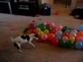 Pies i balony