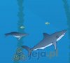 Shark Bait