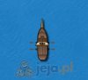 Rejs piracki