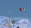 Walczący pilot 2