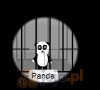 Panda snajper