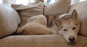 http://pobierak.jeja.pl/images/4/c/b/79519_pies-to-najcieplejsze-kocie-lozko.gif