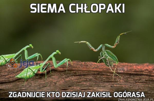 http://pobierak.jeja.pl/images/b/4/4/103761_siema-chlopaki.jpg