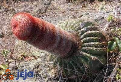 Cactus Porno 52