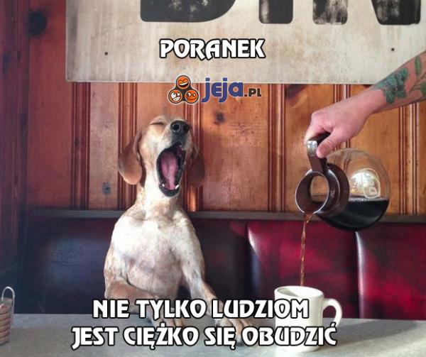 http://pobierak.jeja.pl/images/e/b/f/48260_poranek-psa.jpg