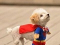 Superdog