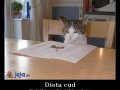 Dieta cud