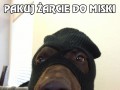 Pies-bandyta robi skok życia