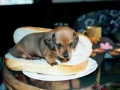 Hot dog