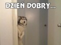 Dzień dobry...