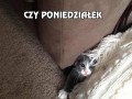 Czy poniedziałek już się skończył?