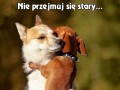 Gdy psy się przytulają...