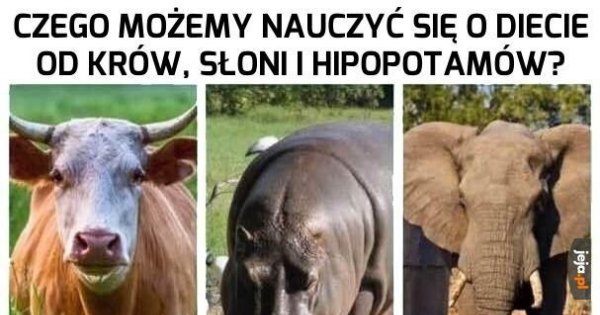 Uczmy Si Na Czyich B Dach Jeja Pl