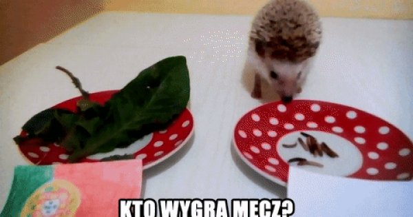 Kto Wygra Mecz Jeja Pl