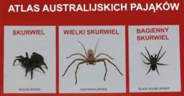 Uroki Australii Jeja Pl