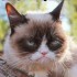 Avatar StudioGrumpyCat