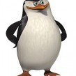 Avatar PingwinSkipper