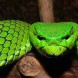 Avatar PitViper