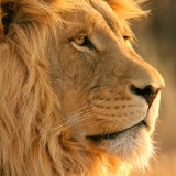 Avatar mofasa