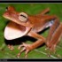 Avatar kakula24333