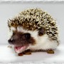 Avatar PolskiJez_3335