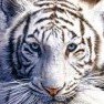 Avatar Panthera_Tigris_Altaica